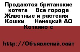 Продаются британские котята  - Все города Животные и растения » Кошки   . Ненецкий АО,Коткино с.